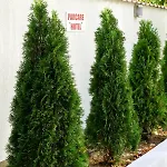 Criss فندق بوخارست